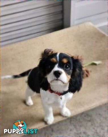 King Charles Cavalier pup