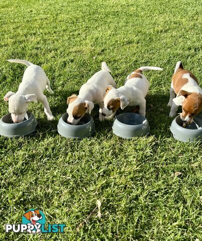 Jack Russell Puppies