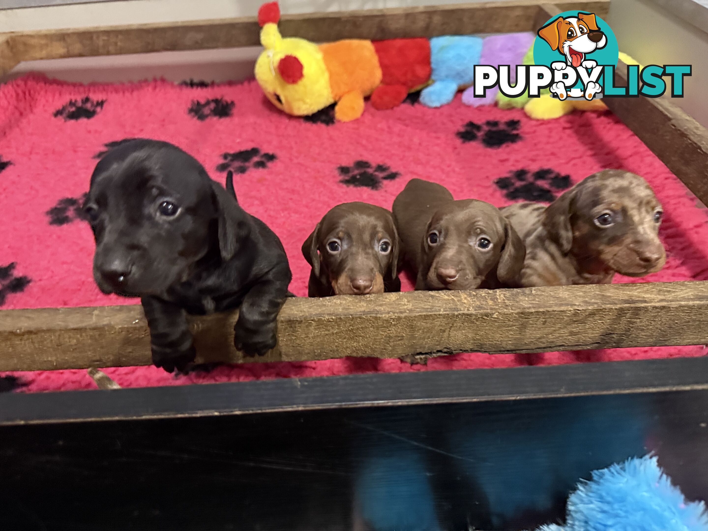 Miniature dachshund