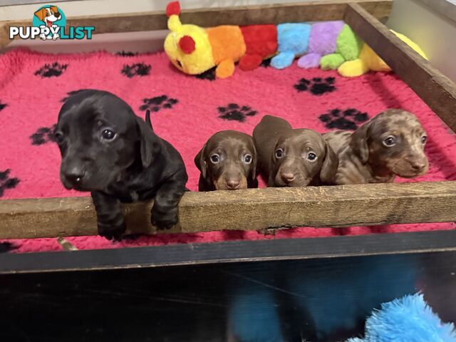 Miniature dachshund