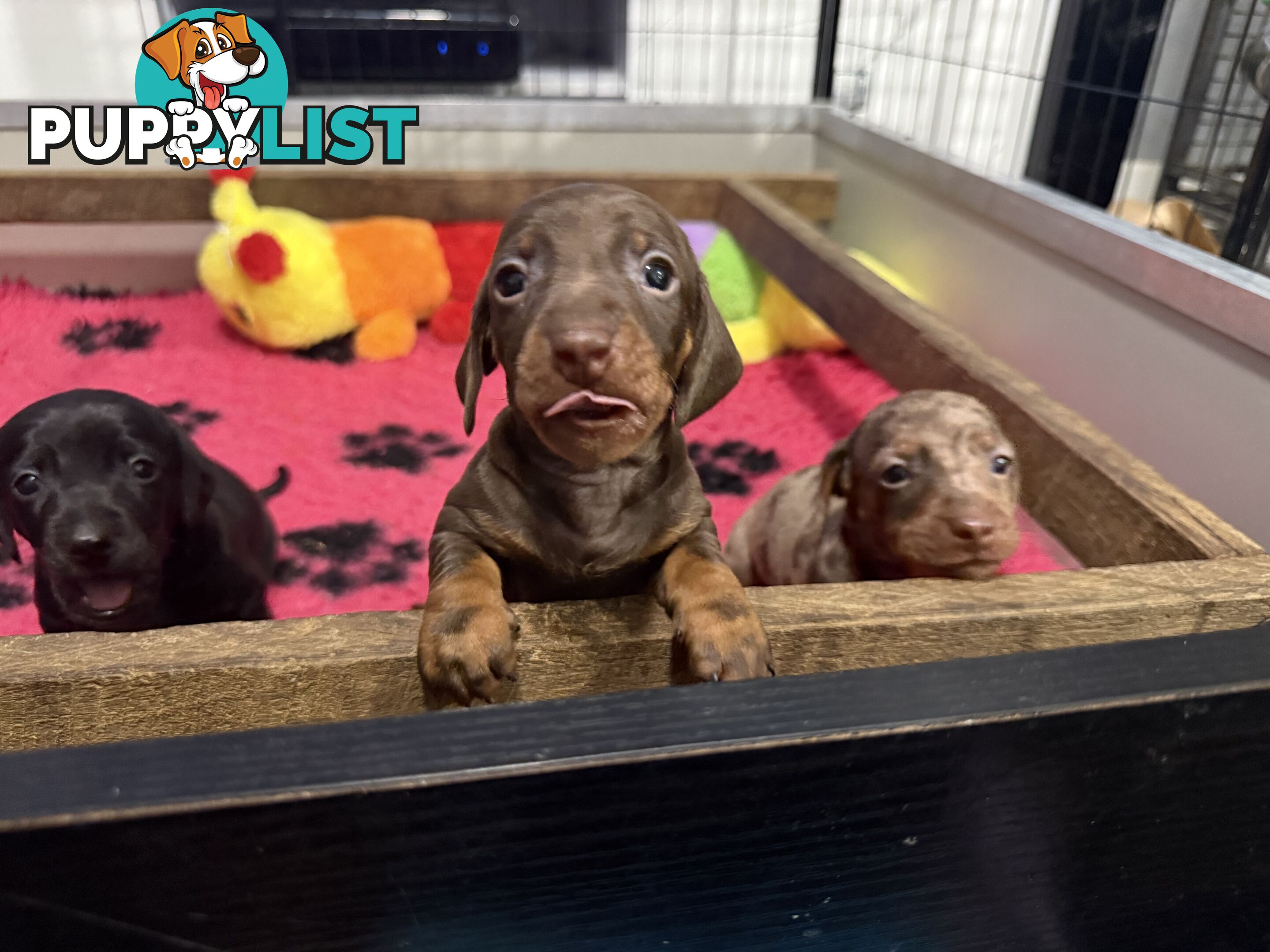 Miniature dachshund