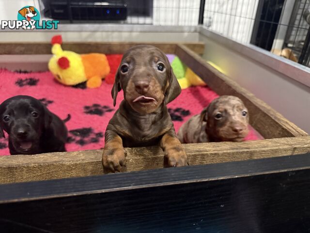 Miniature dachshund