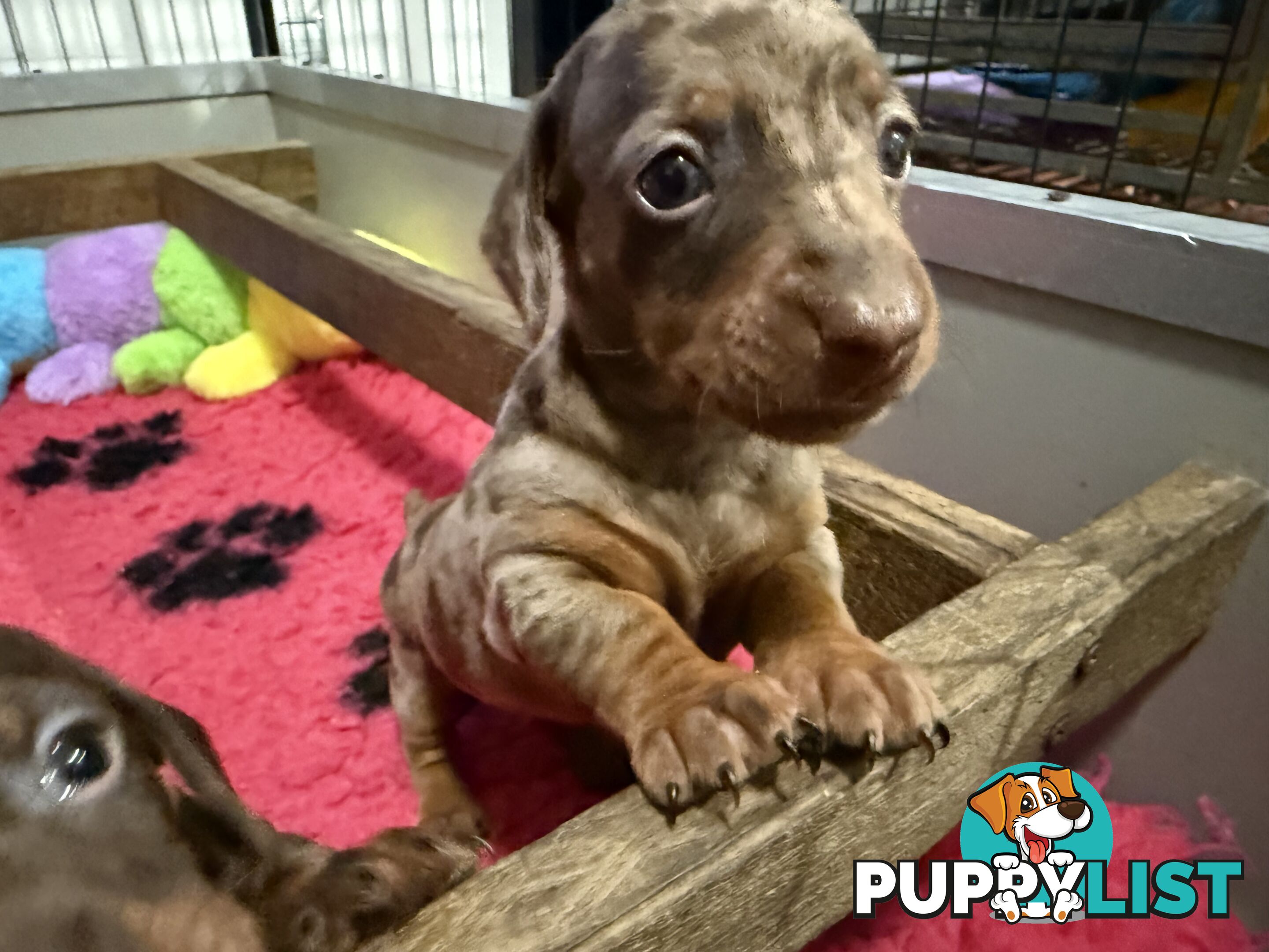 Miniature dachshund