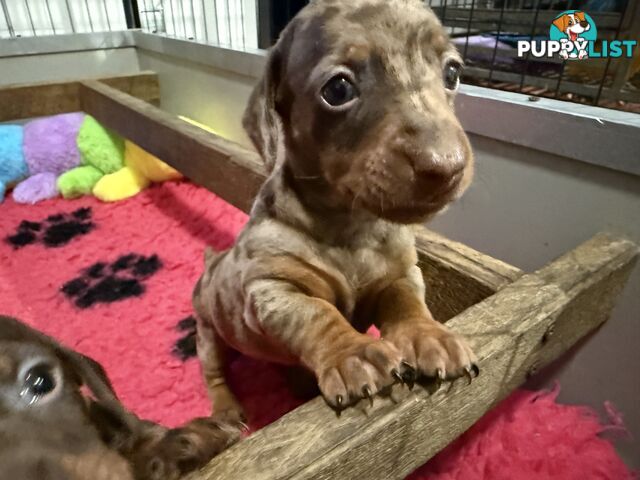 Miniature dachshund