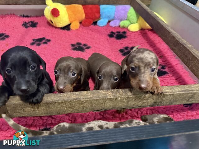 Miniature dachshund
