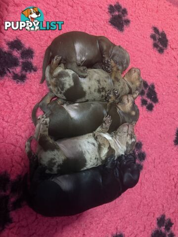 Miniature dachshund