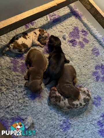Miniature dachshund