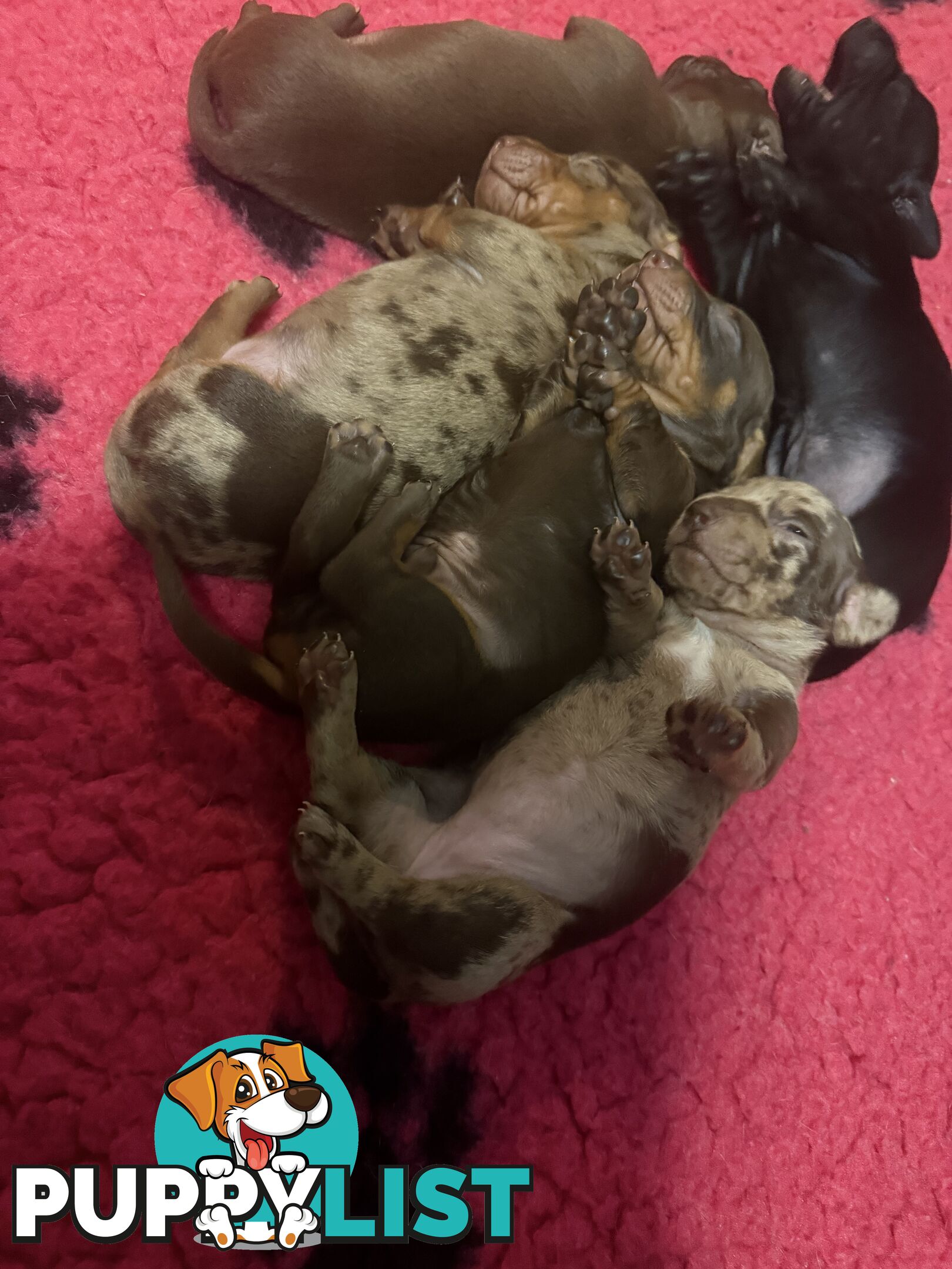 Miniature dachshund