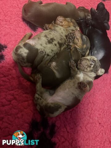 Miniature dachshund