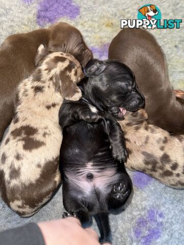 Miniature dachshund