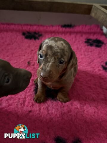Miniature dachshund