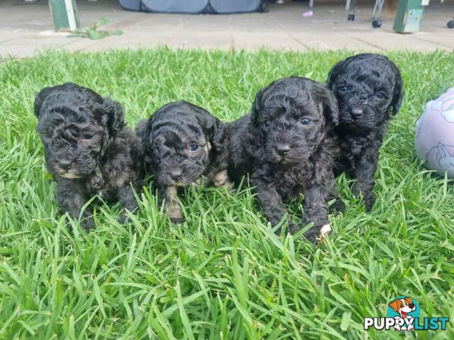 Pure-bred Toy Poodles