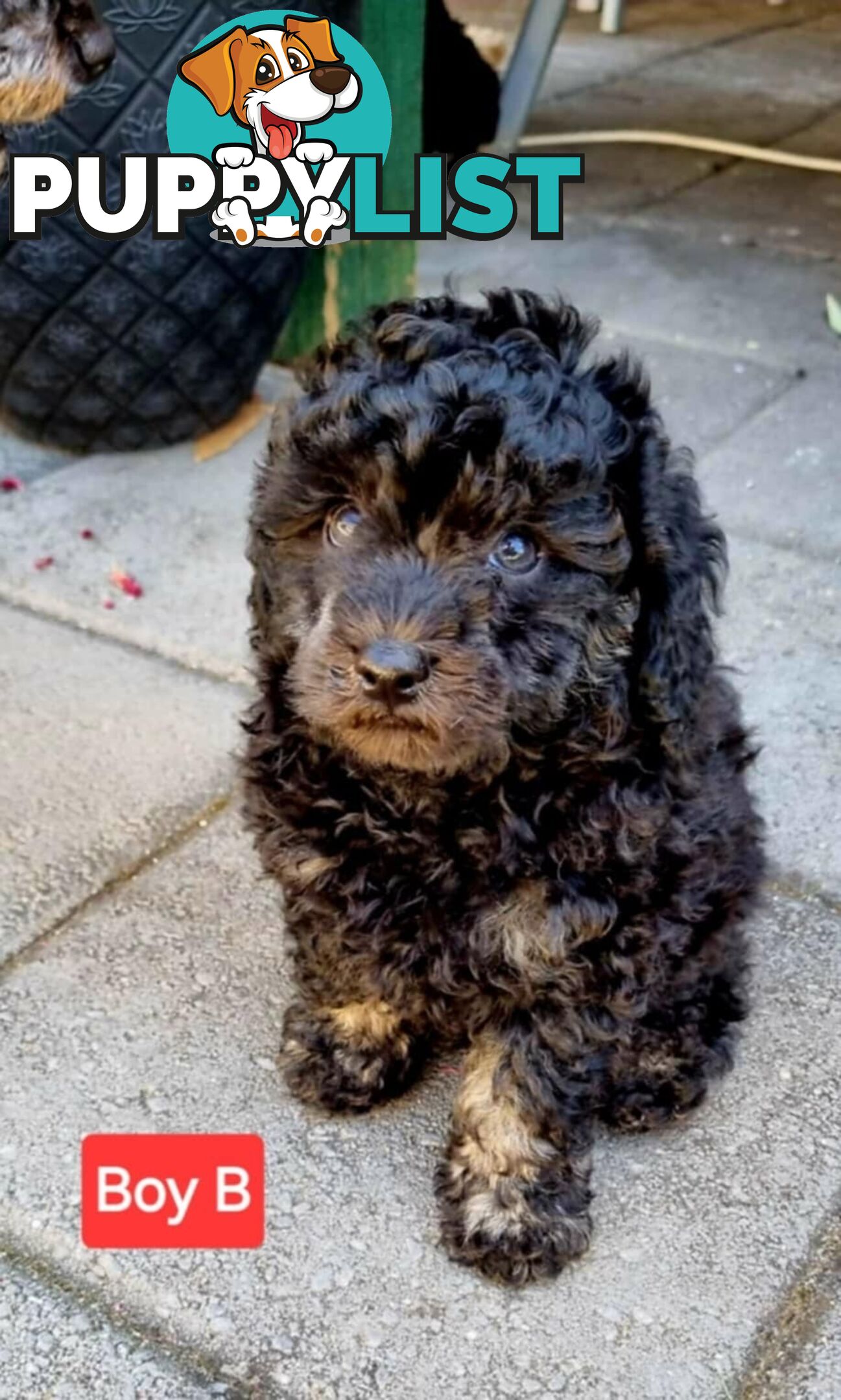 Pure-bred Toy Poodles