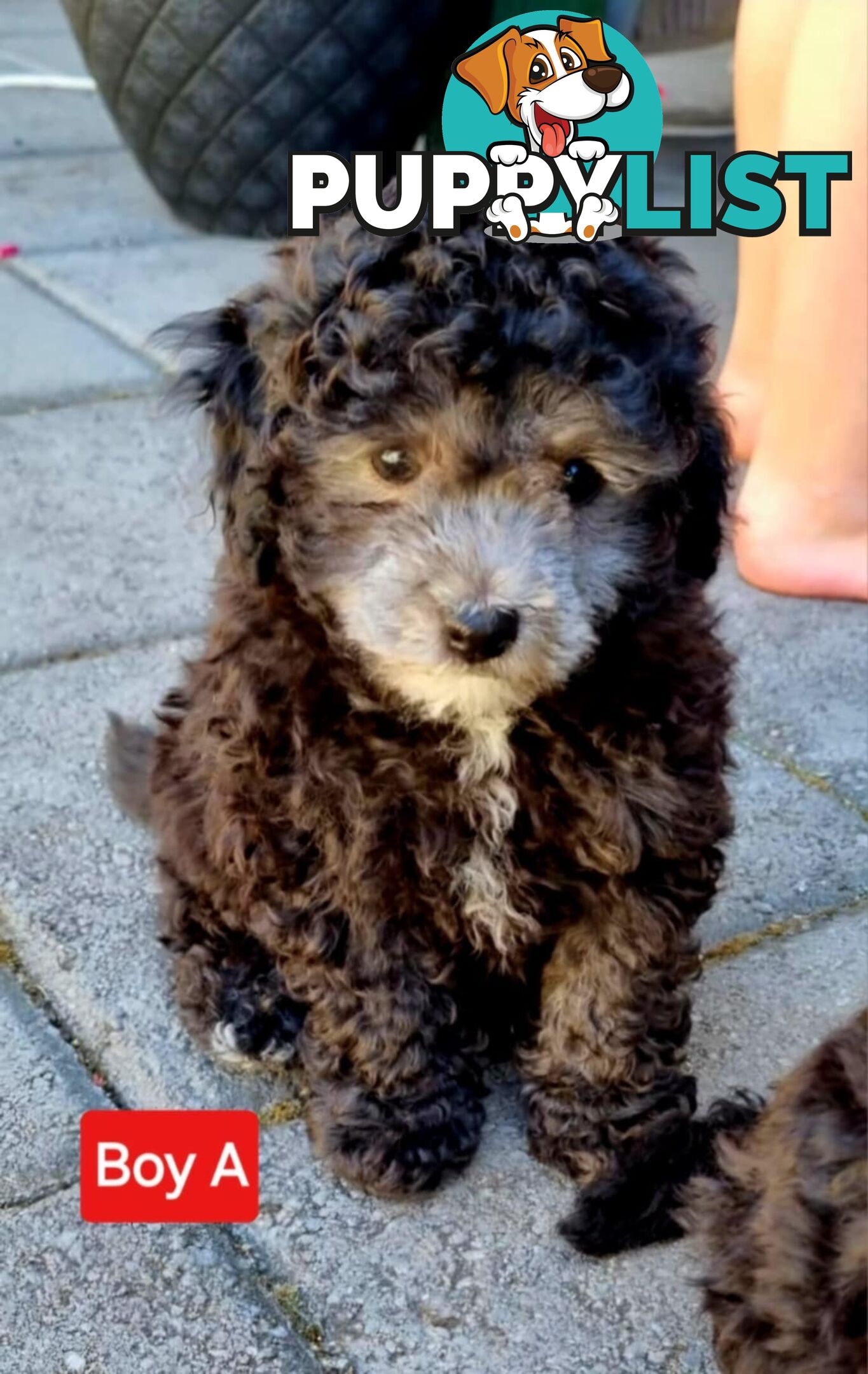 Pure-bred Toy Poodles