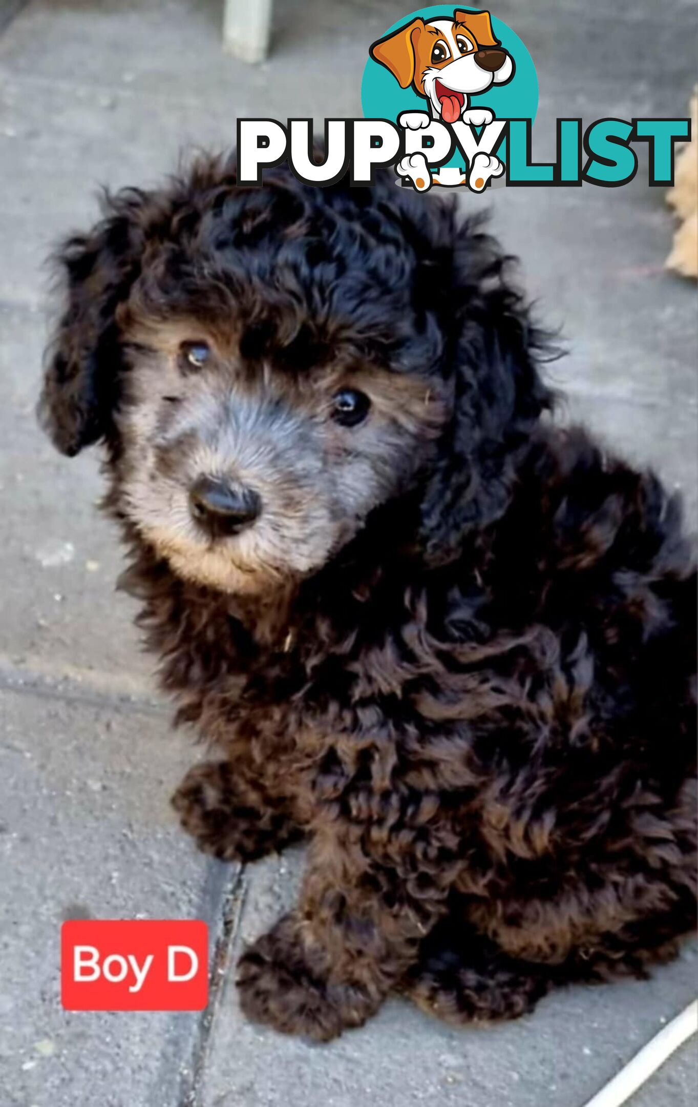 Pure-bred Toy Poodles