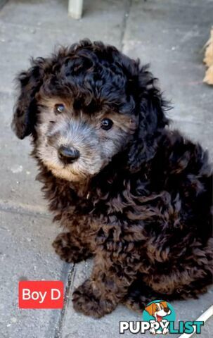 Pure-bred Toy Poodles