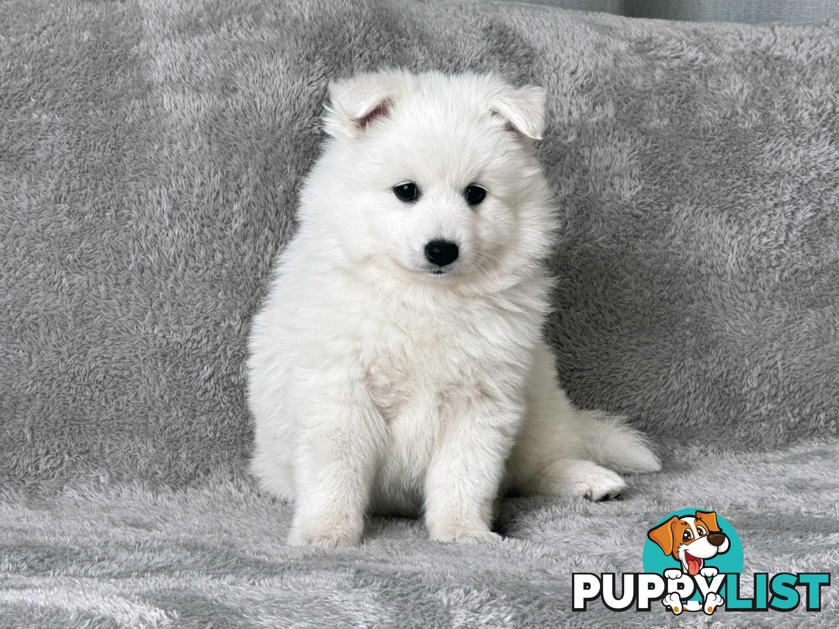 Purebreed Japanese Spitz Puppies