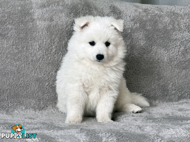 Purebreed Japanese Spitz Puppies