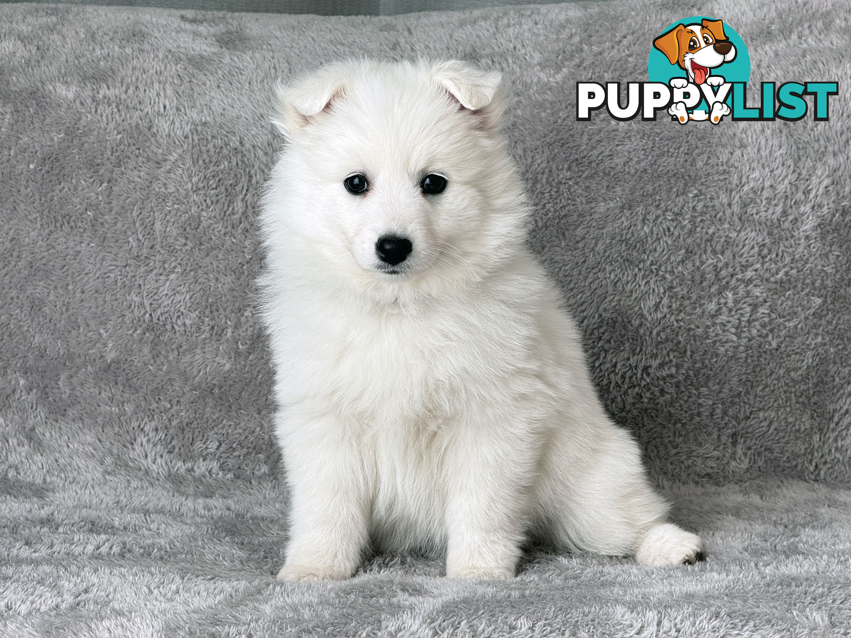 Purebreed Japanese Spitz Puppies