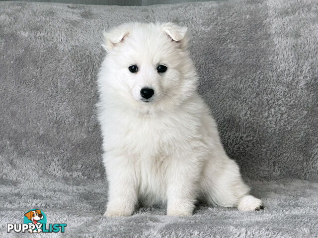 Purebreed Japanese Spitz Puppies
