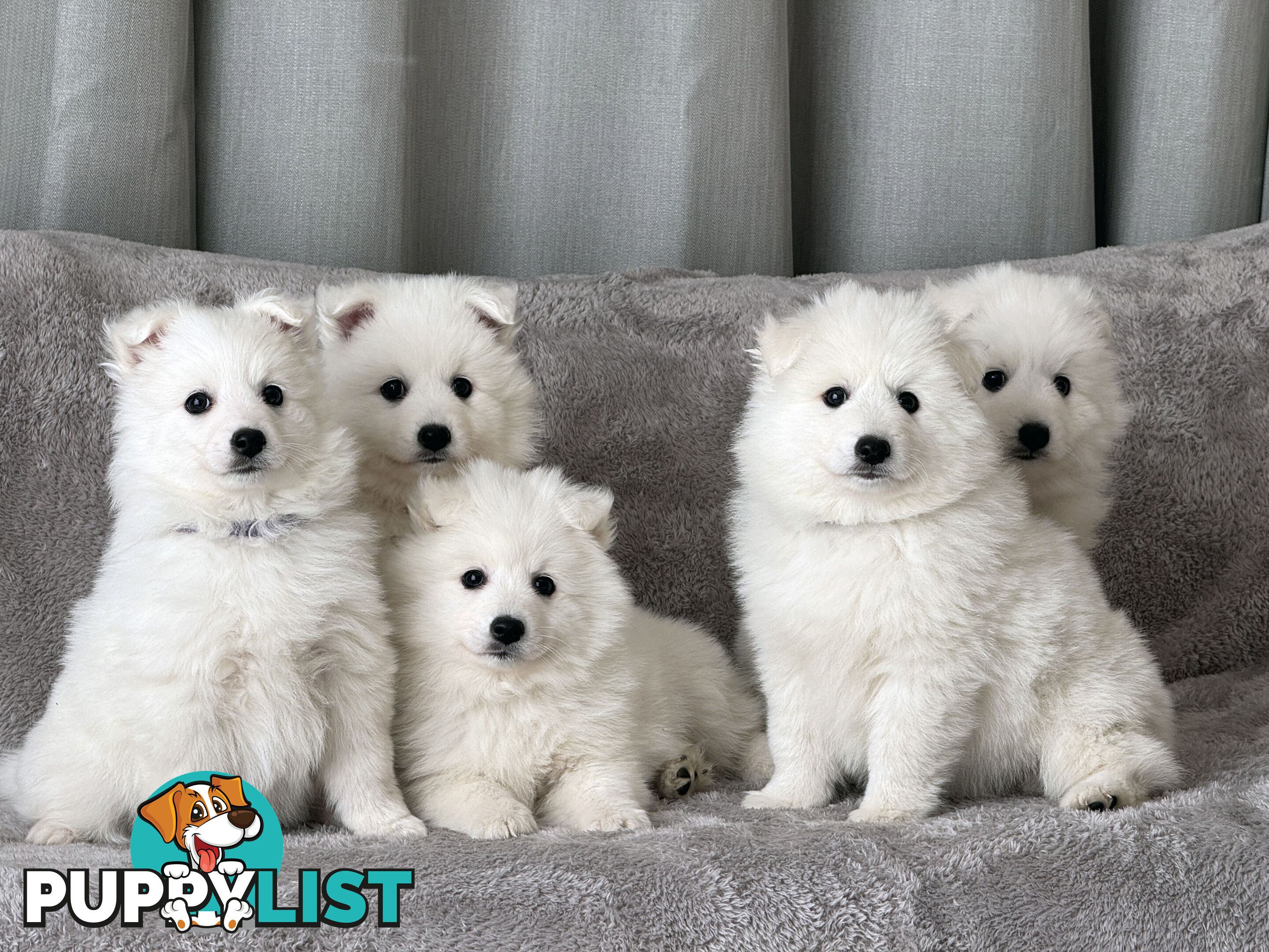 Purebreed Japanese Spitz Puppies