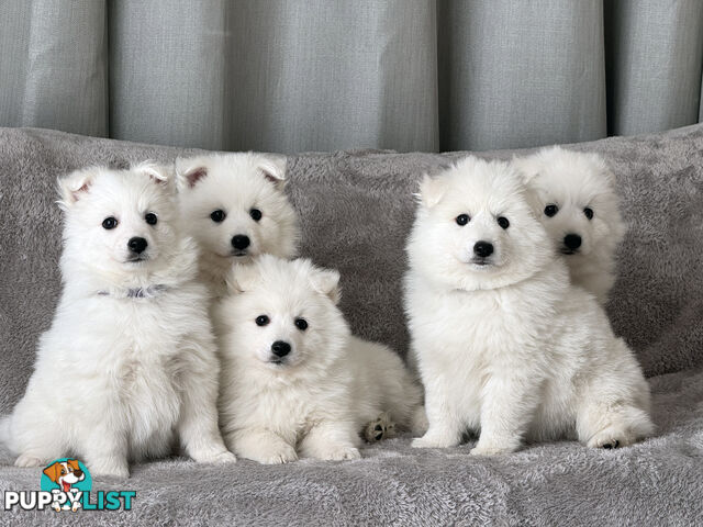 Purebreed Japanese Spitz Puppies