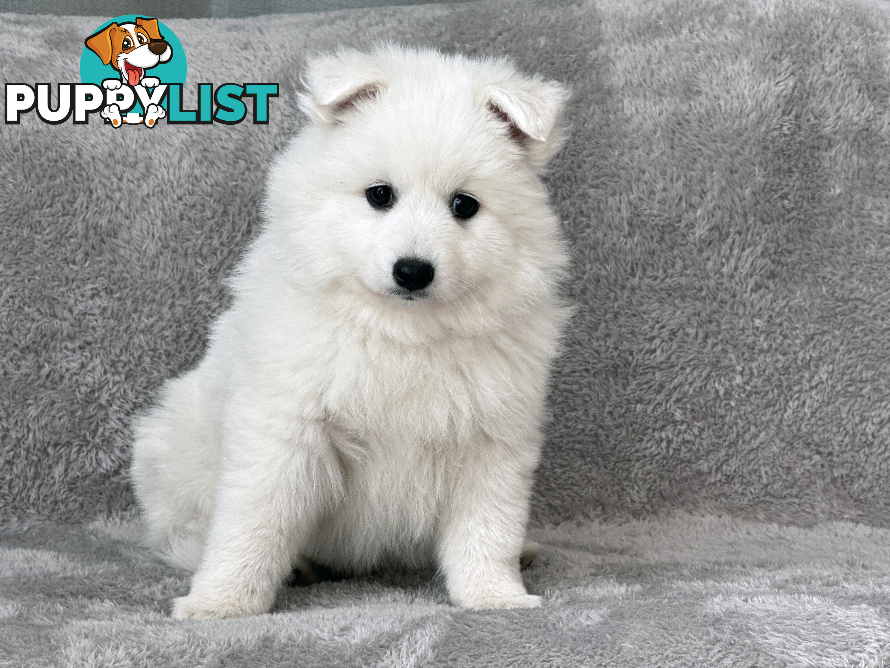 Purebreed Japanese Spitz Puppies