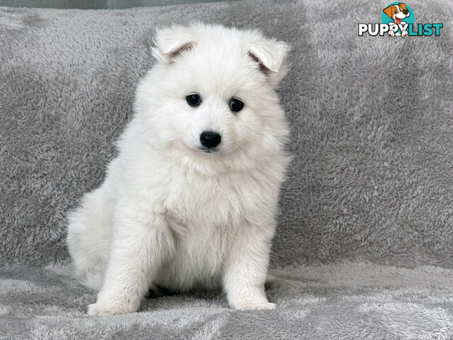 Purebreed Japanese Spitz Puppies