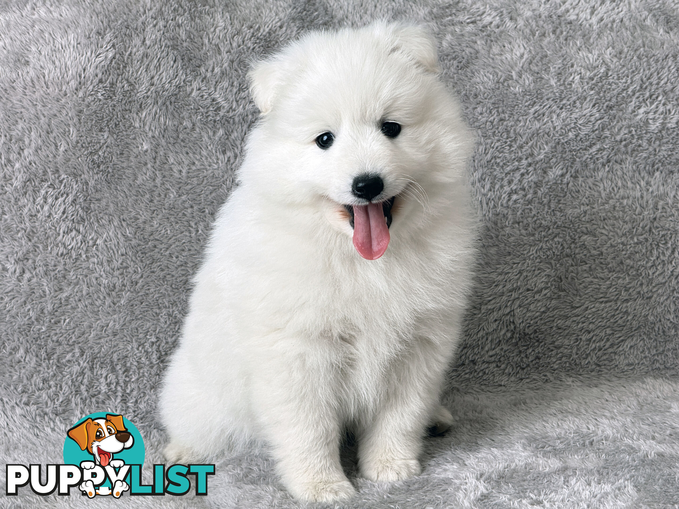 Purebreed Japanese Spitz Puppies