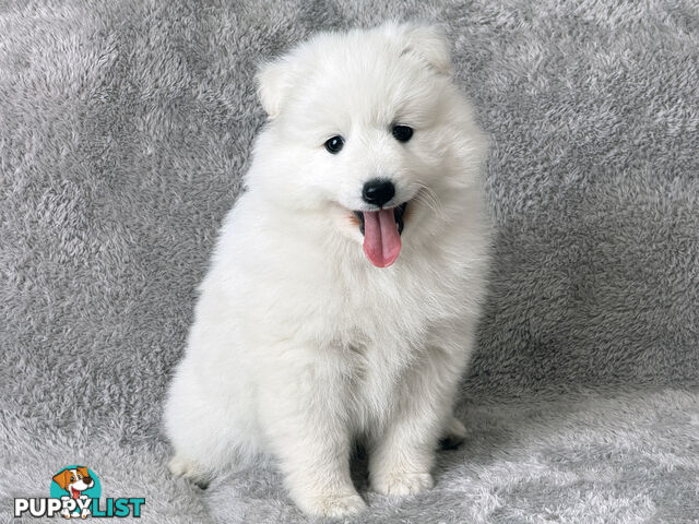Purebreed Japanese Spitz Puppies