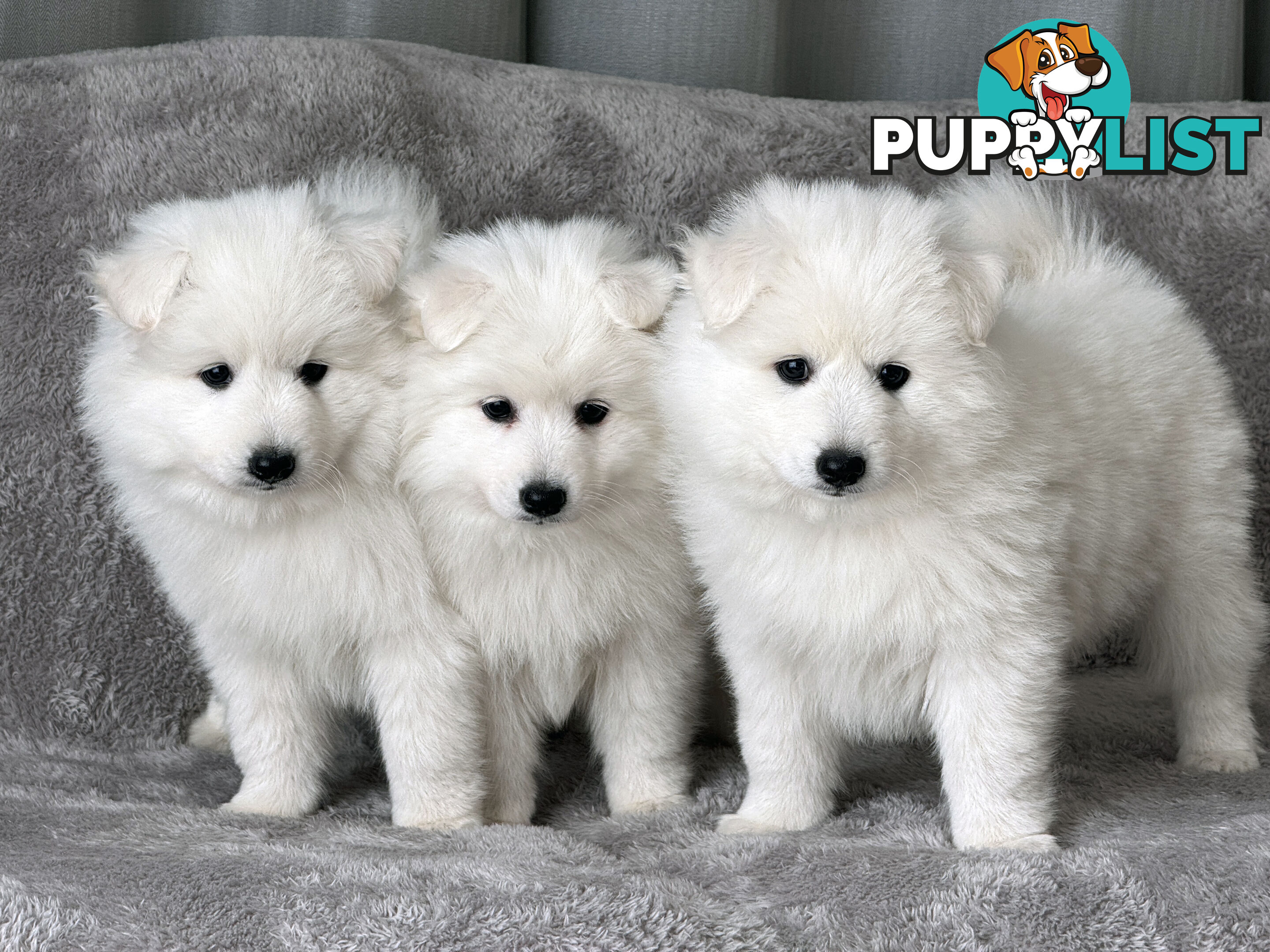 Purebreed Japanese Spitz Puppies