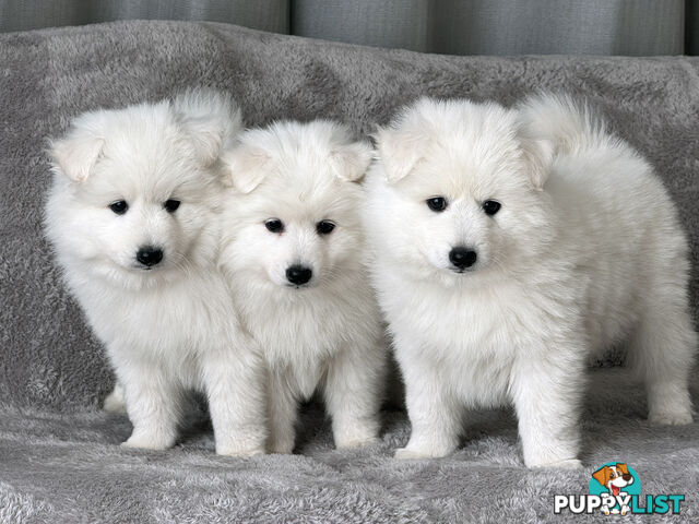 Purebreed Japanese Spitz Puppies