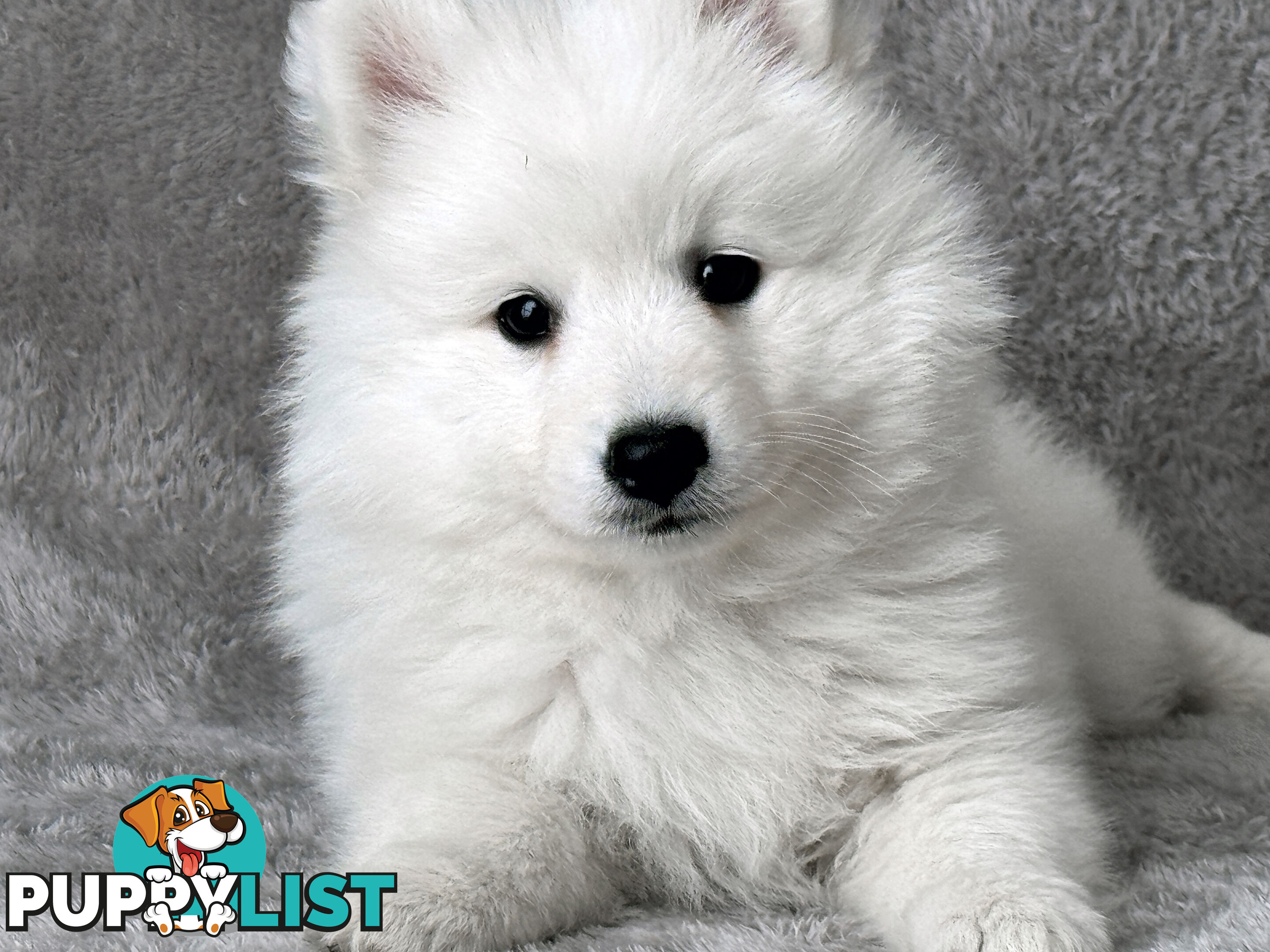 Purebreed Japanese Spitz Puppies