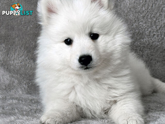 Purebreed Japanese Spitz Puppies