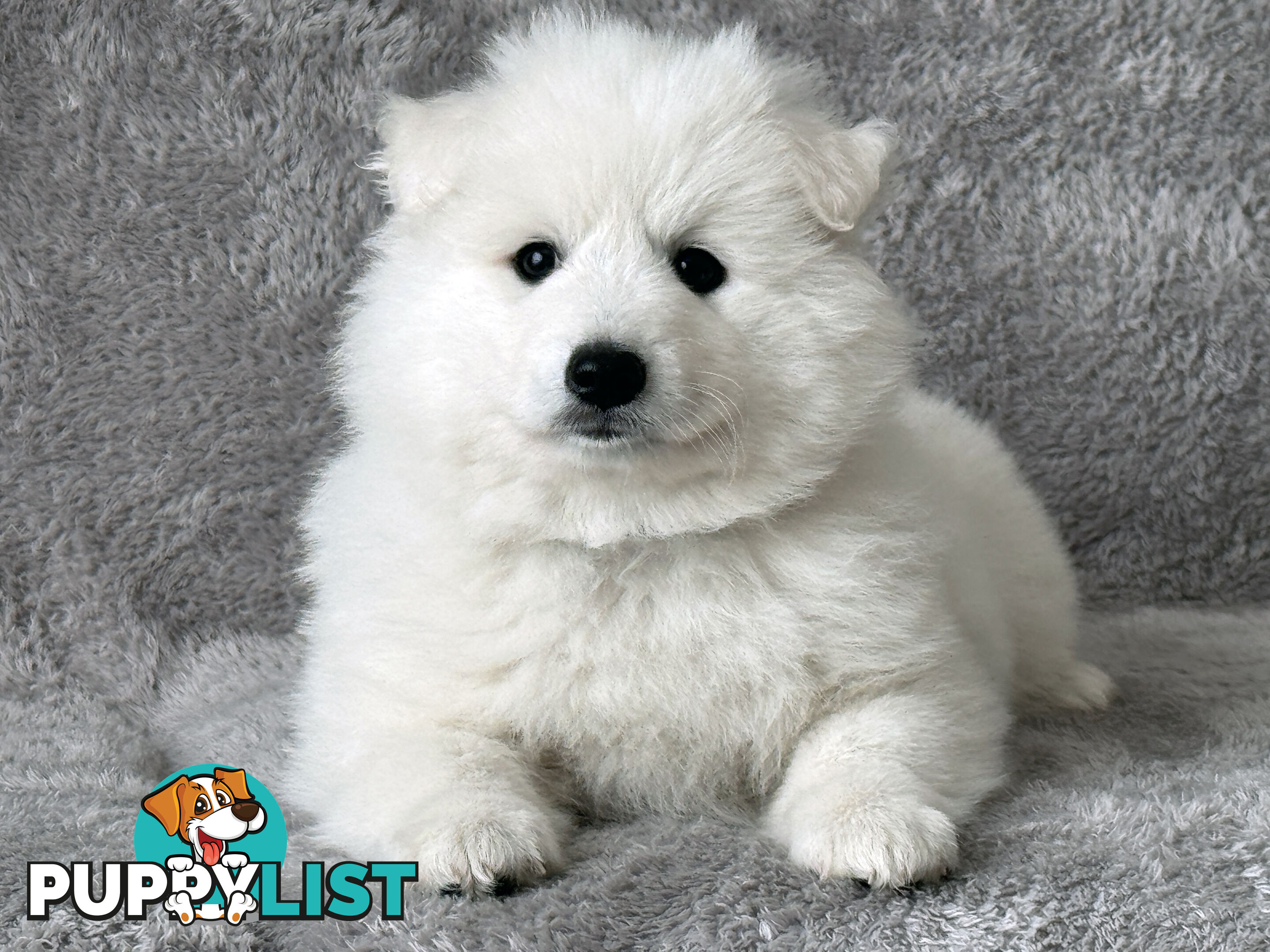 Purebreed Japanese Spitz Puppies