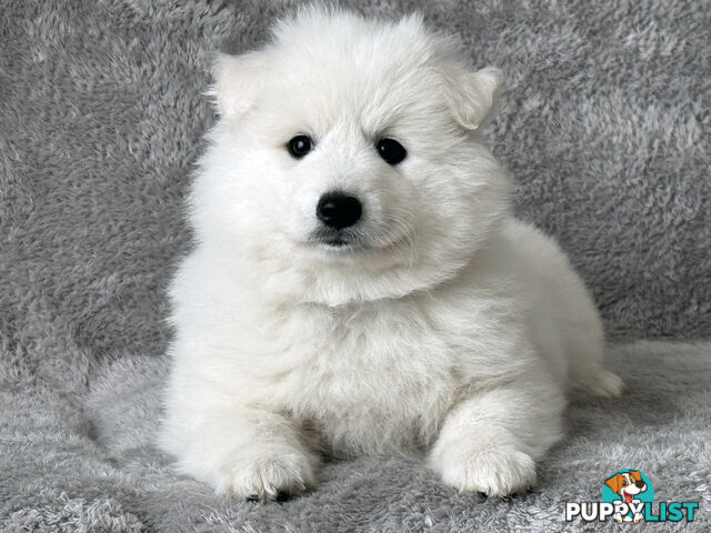 Purebreed Japanese Spitz Puppies