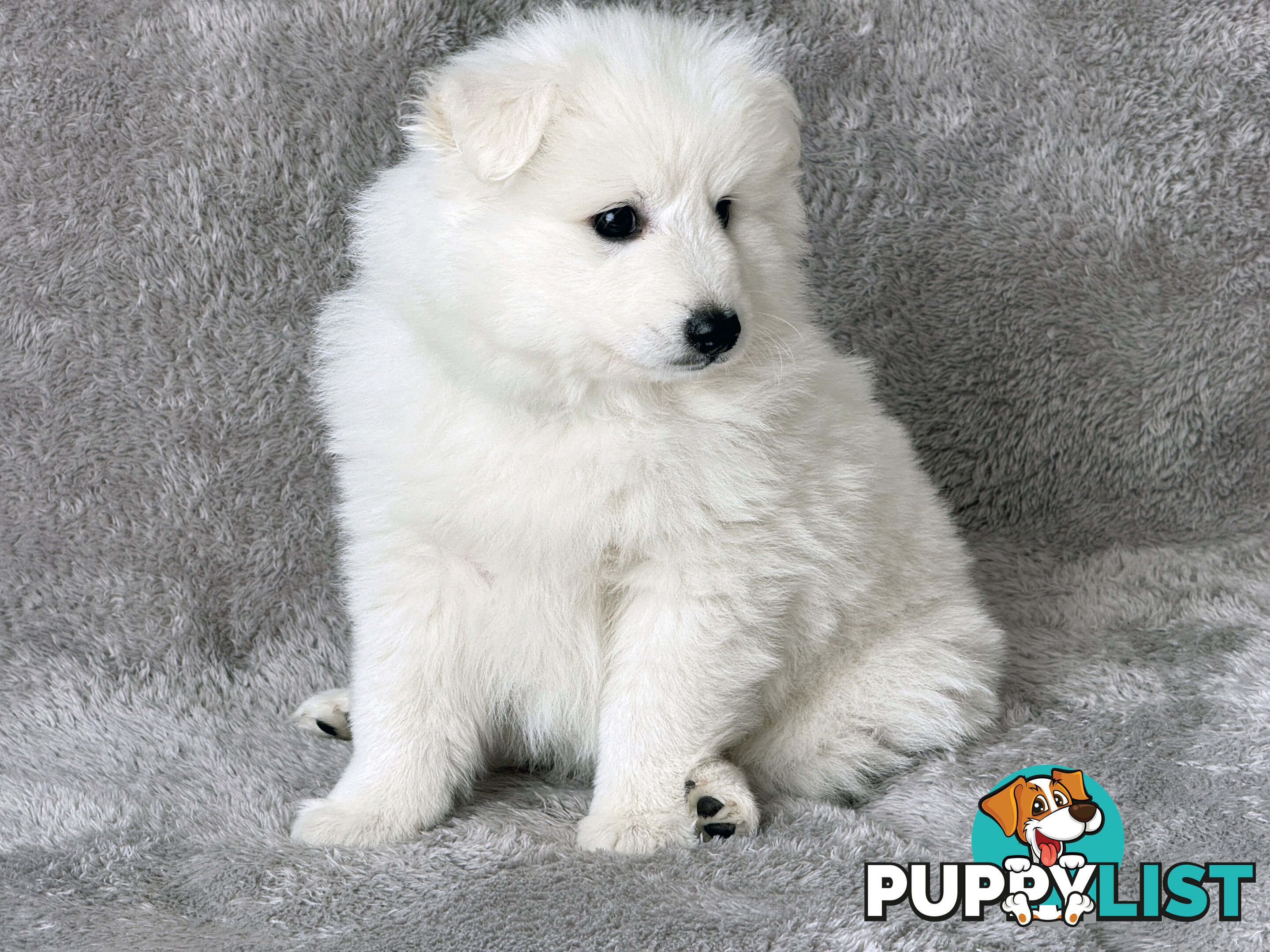 Purebreed Japanese Spitz Puppies