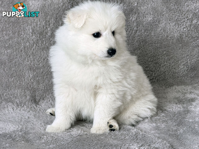 Purebreed Japanese Spitz Puppies