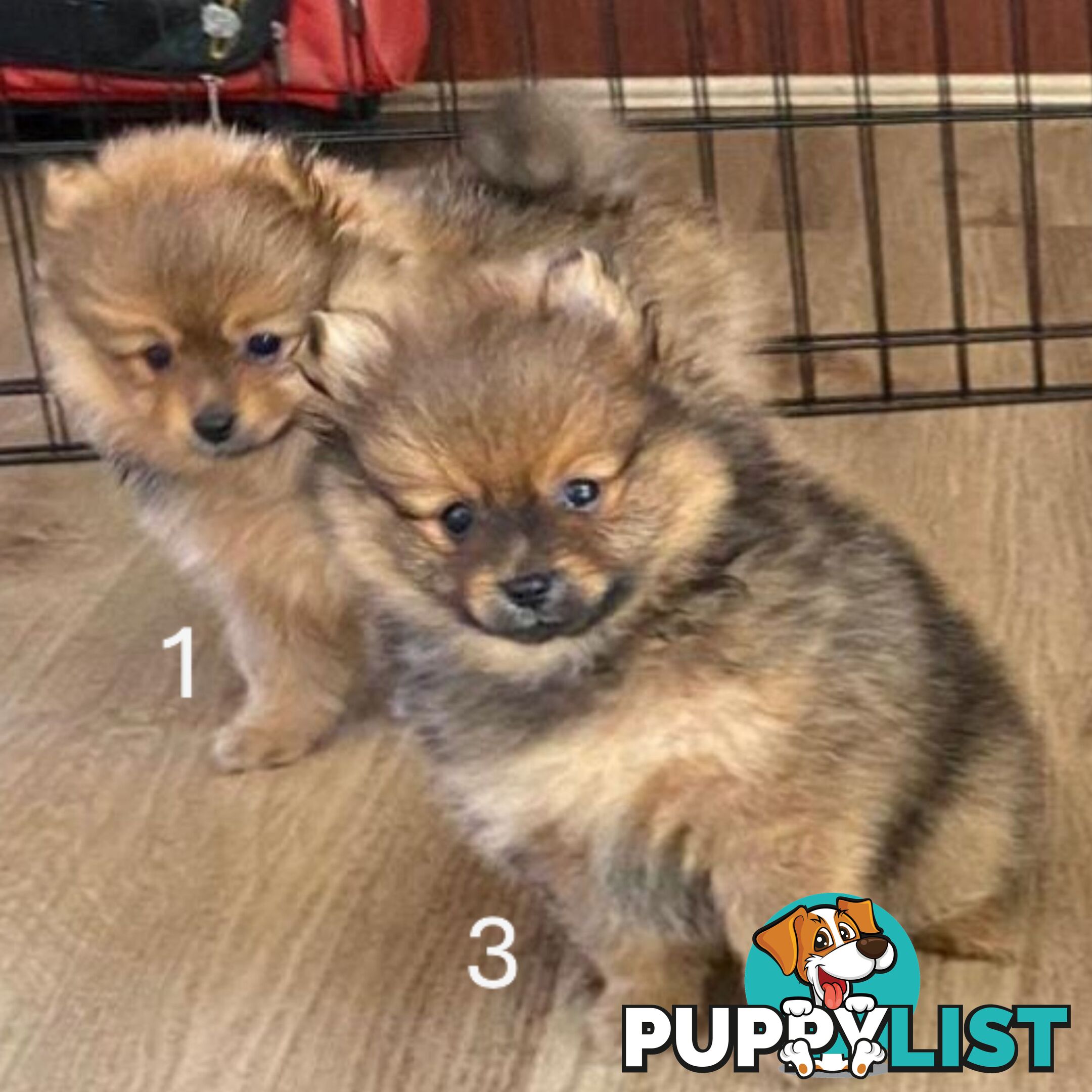 Only Female Puppy Pure bred Mini Pomeranian 💕