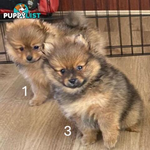 Only Female Puppy Pure bred Mini Pomeranian 💕