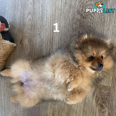 Only Female Puppy Pure bred Mini Pomeranian 💕