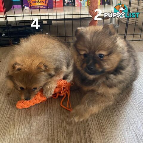 Pure bred Mini Pomeranian (2 Male Puppies Left) Rare Color 💕