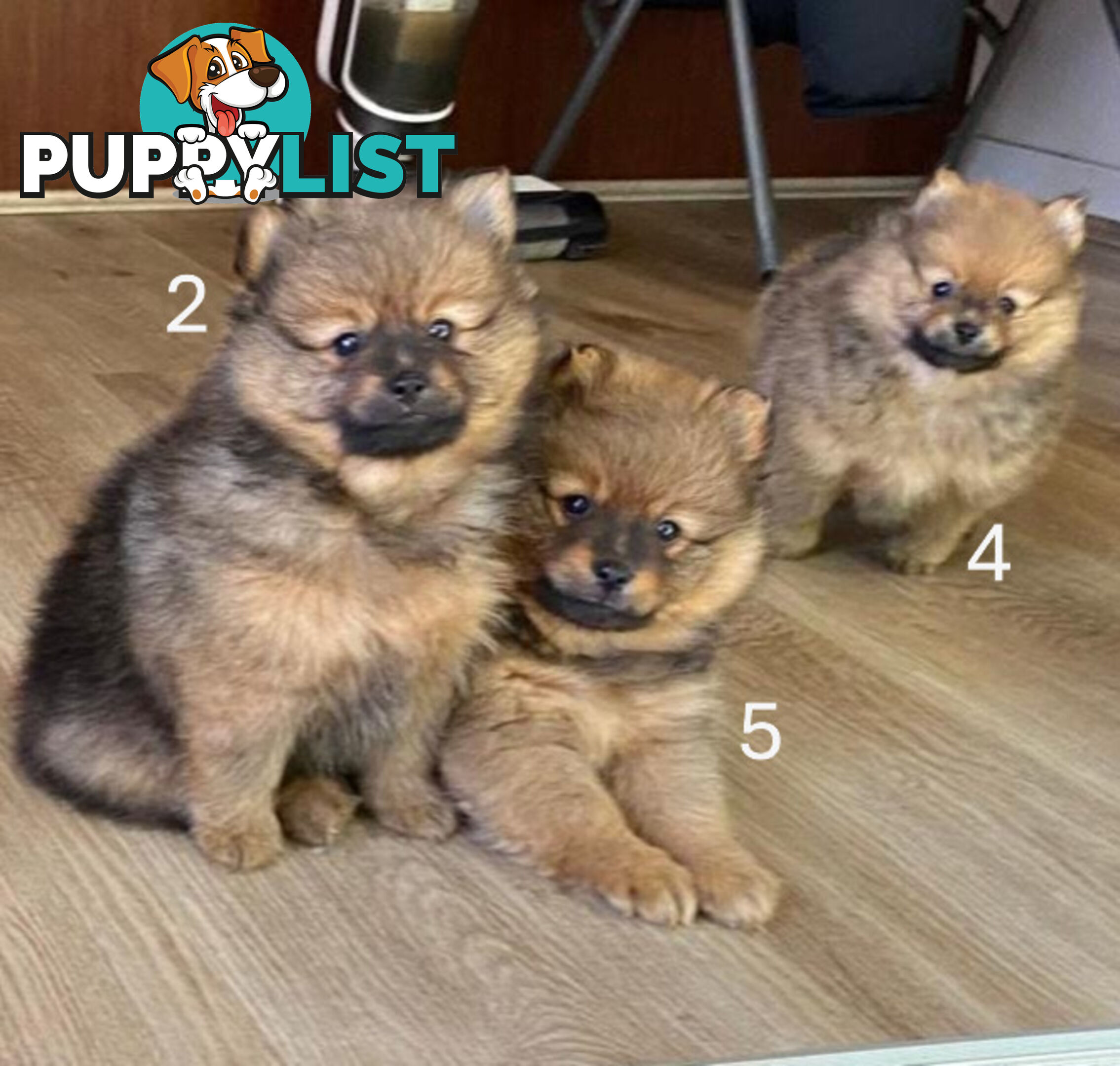 Purebred Mini Pomeranian Puppies Rare Color 💕