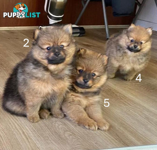 Purebred Mini Pomeranian Puppies Rare Color 💕