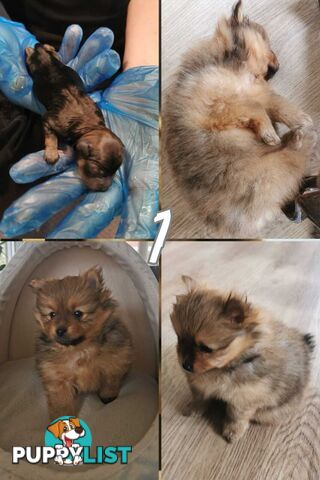 Only Female Puppy Pure bred Mini Pomeranian 💕