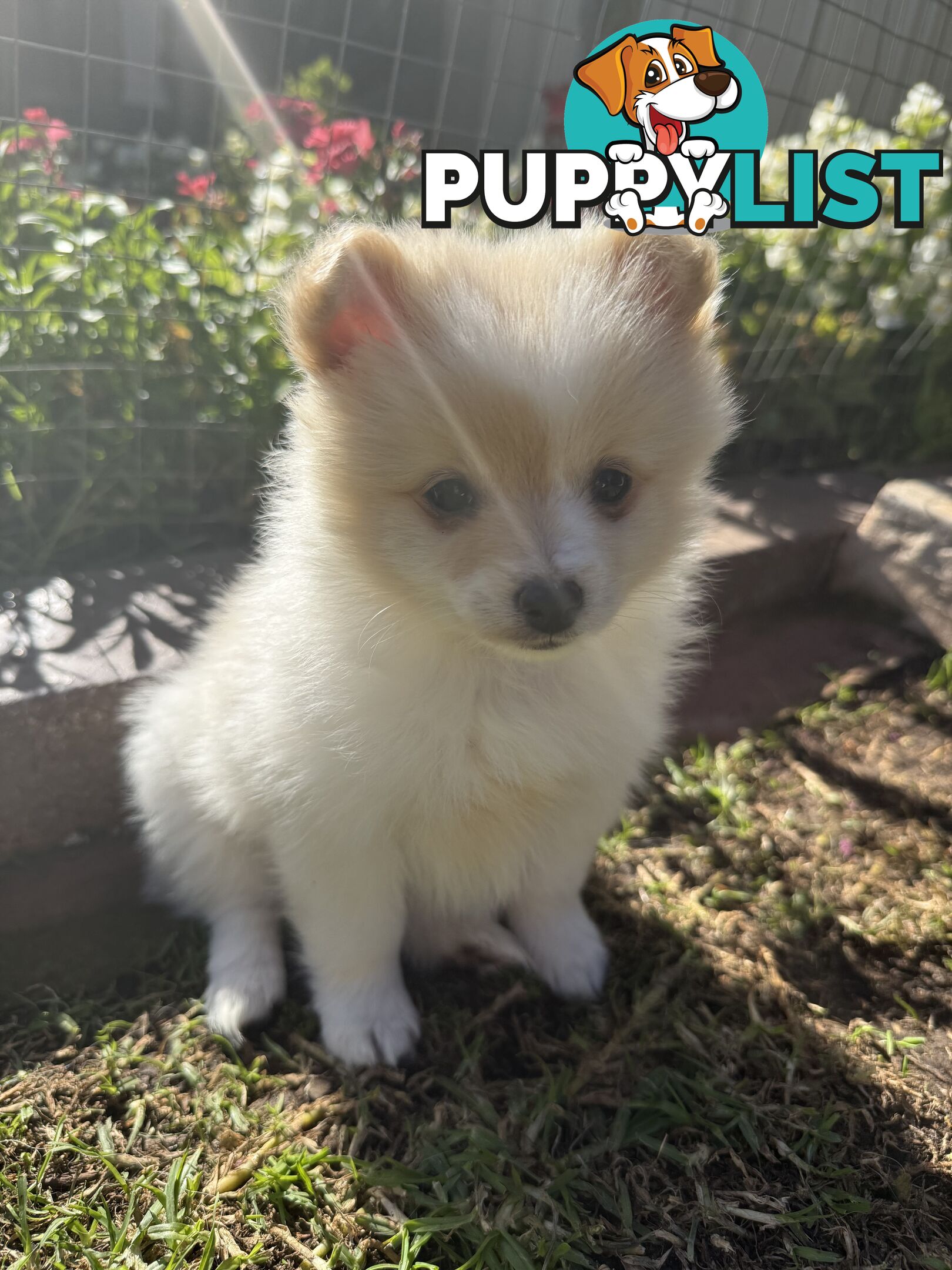 Pure bred Pomeranian