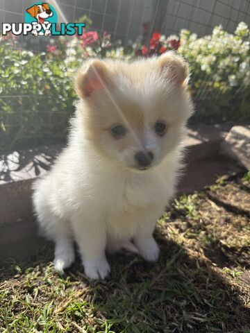 Pure bred Pomeranian