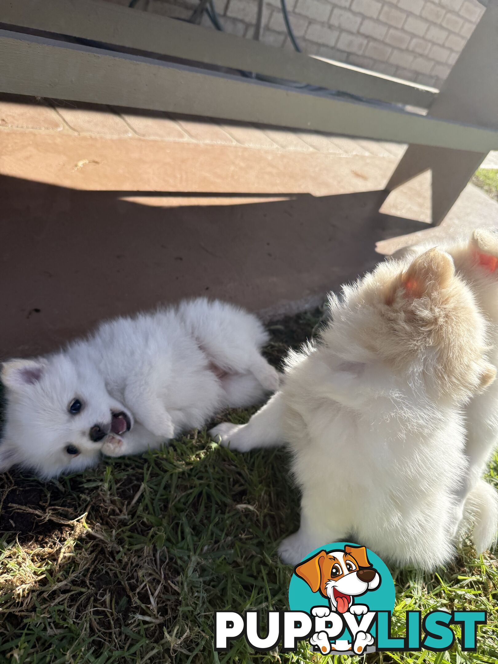 Pure bred Pomeranian