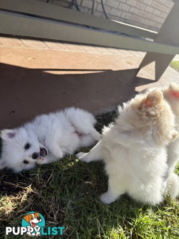 Pure bred Pomeranian