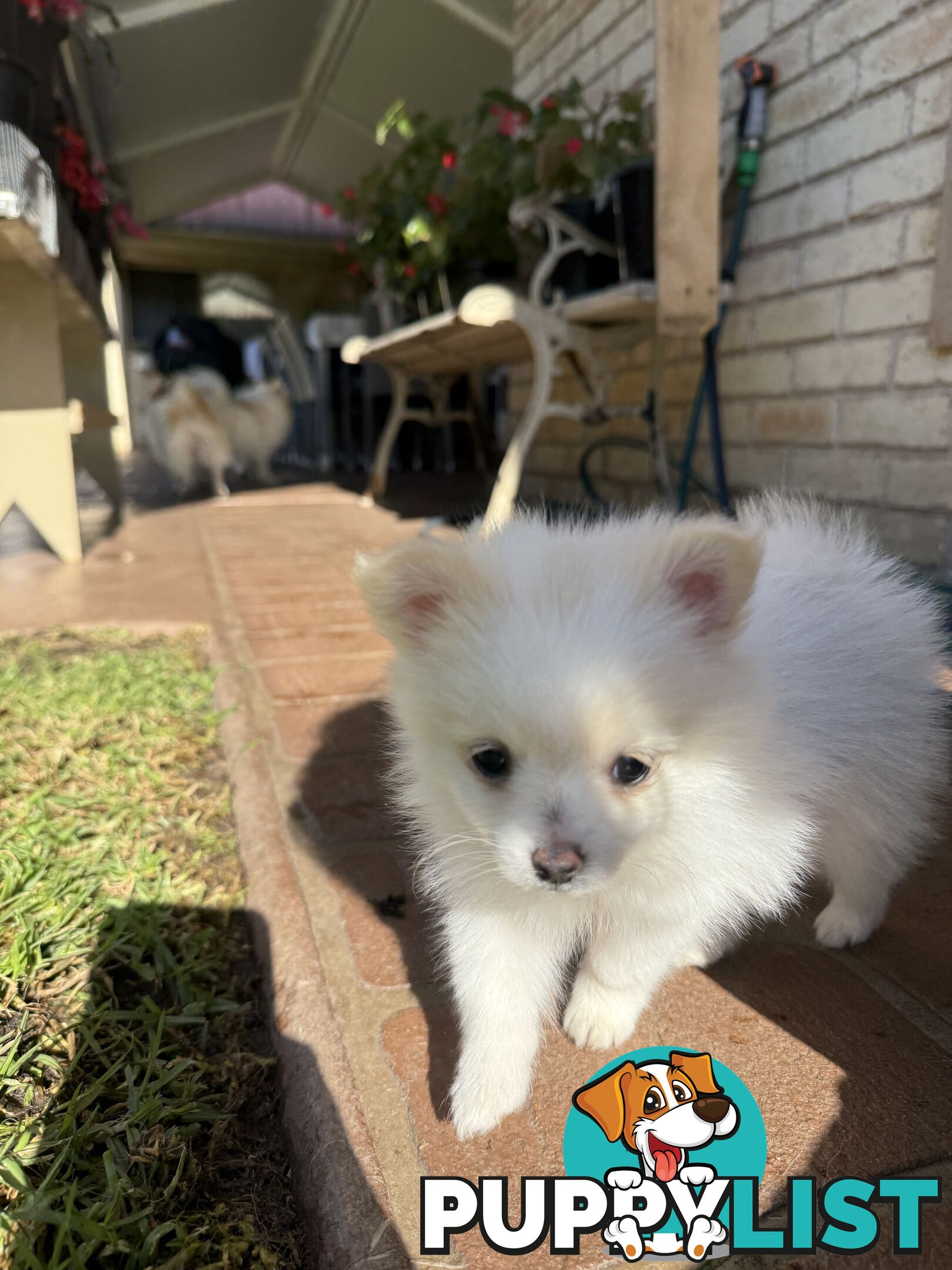 Pure bred Pomeranian